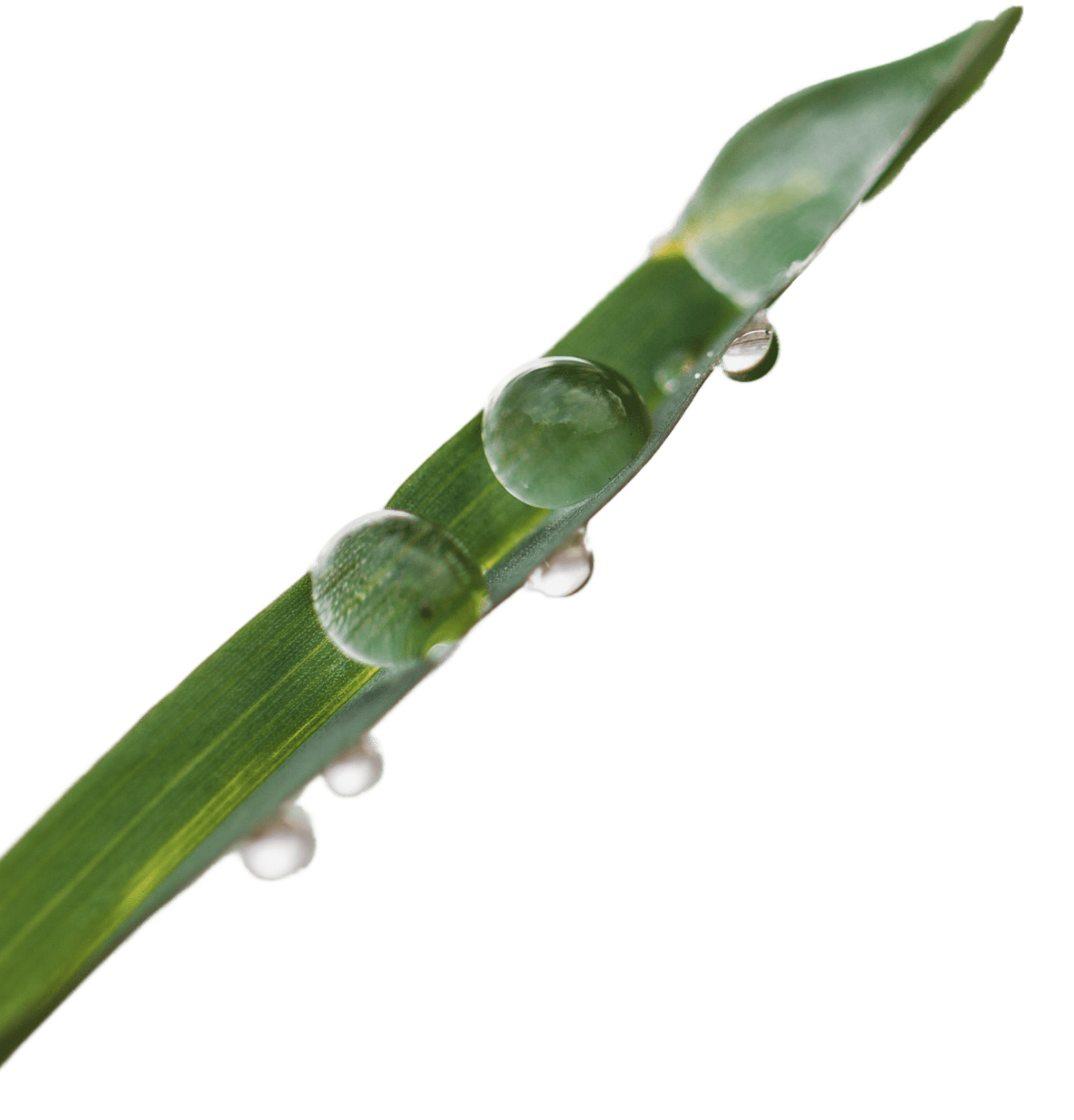 Single blade of grass with dewdrops clinging to it.