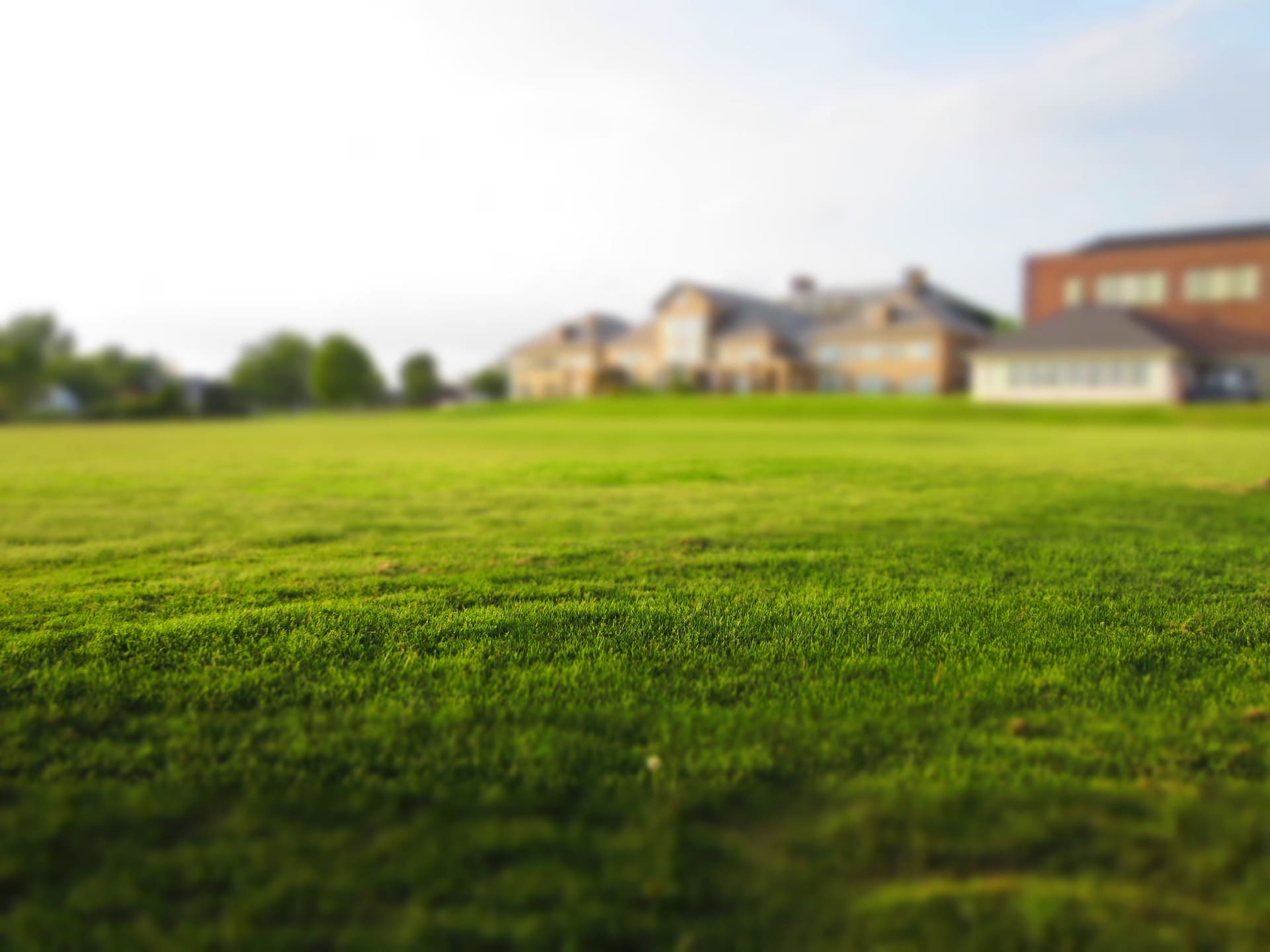 A beautifully lush lawn with buildings blurred in the distant background.